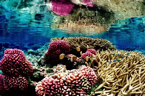 coral_reef1|It’s one of the world’s largest connected coral reef systems, but。